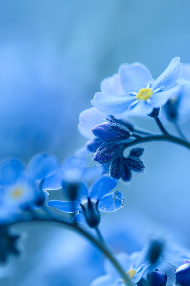 Обои цветы, природа, фон, голубые, незабудка, flowers, nature, background, blue, forget-me-not разрешение 2048x1365 Загрузить
