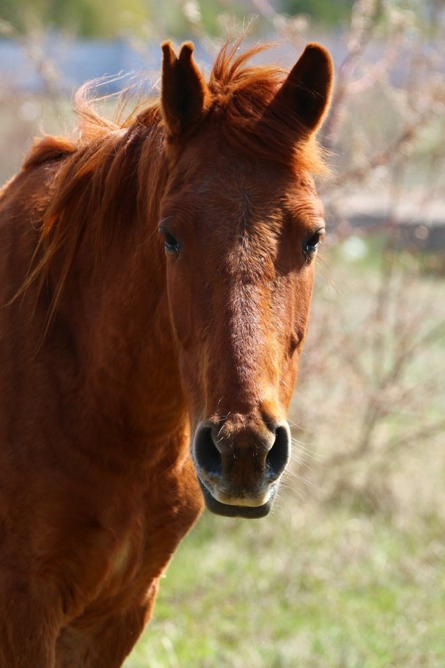 Обои лошадь, взгляд, конь, грива, степь, horse, look, mane, the steppe разрешение 1920x1280 Загрузить