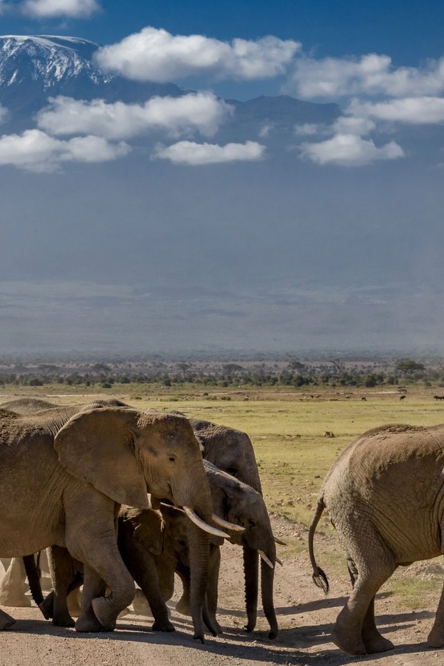 Обои природа, африка, слоны, стадо, nature, africa, elephants, the herd разрешение 3097x1572 Загрузить