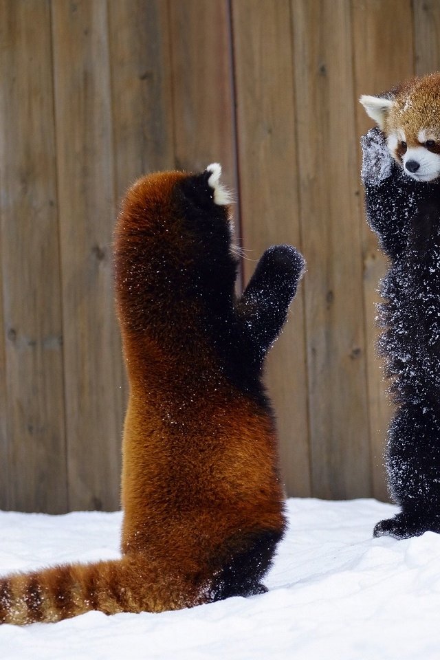 Обои снег, животные, красная панда, панды, малая панда, snow, animals, red panda, panda разрешение 2048x1365 Загрузить