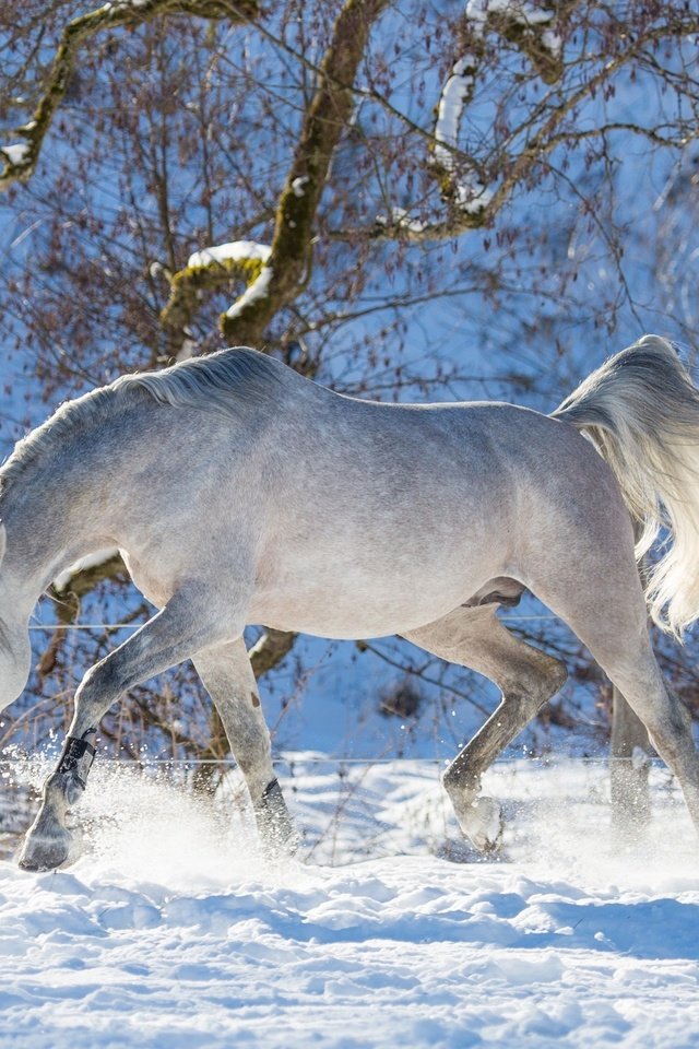 Обои лошадь, деревья, снег, зима, конь, хвост, horse, trees, snow, winter, tail разрешение 2880x1800 Загрузить