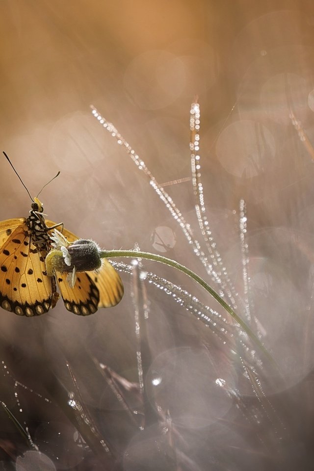 Обои цветы, макро, бабочка, flowers, macro, butterfly разрешение 1920x1200 Загрузить