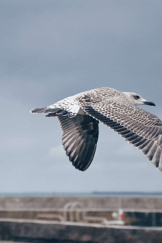 Обои небо, полет, крылья, чайка, птица, the sky, flight, wings, seagull, bird разрешение 3579x2371 Загрузить