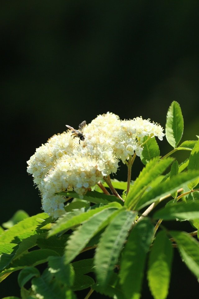 Обои цветы, природа, цветение, насекомое, весна, пчела, flowers, nature, flowering, insect, spring, bee разрешение 1920x1280 Загрузить