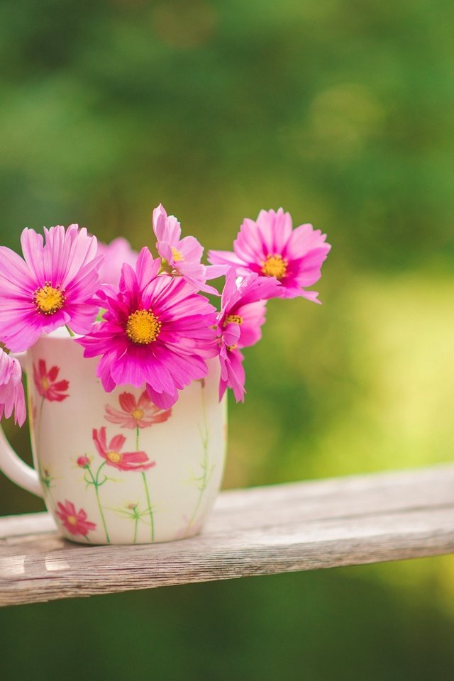 Обои цветы, природа, фон, розовые, чашка, качели, космея, flowers, nature, background, pink, cup, swing, kosmeya разрешение 2000x1335 Загрузить