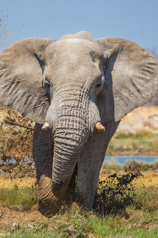 Слоновые уши. Уши слона. Хобот слона. Уши африканского слона. Слоненок с огромными ушами.