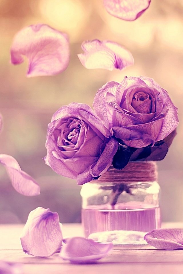 Обои цветы, макро, розы, лепестки, банка, фиолетовые, flowers, macro, roses, petals, bank, purple разрешение 2048x1499 Загрузить