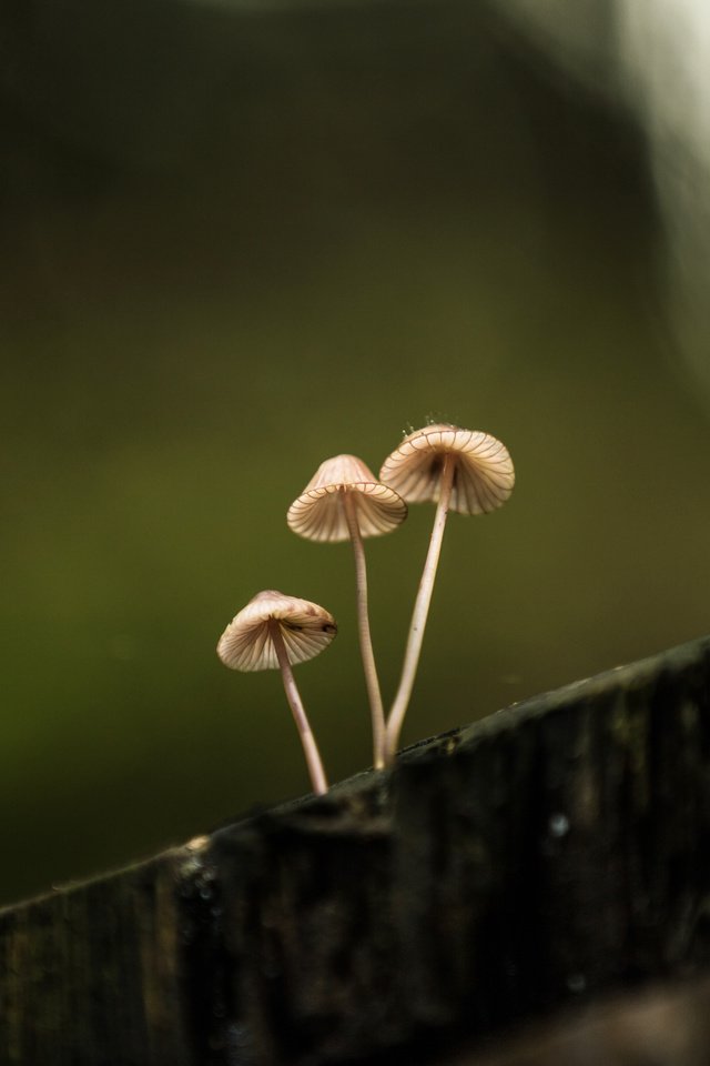 Обои природа, фон, грибы, пенек, lena held, nature, background, mushrooms, stump разрешение 5472x3648 Загрузить