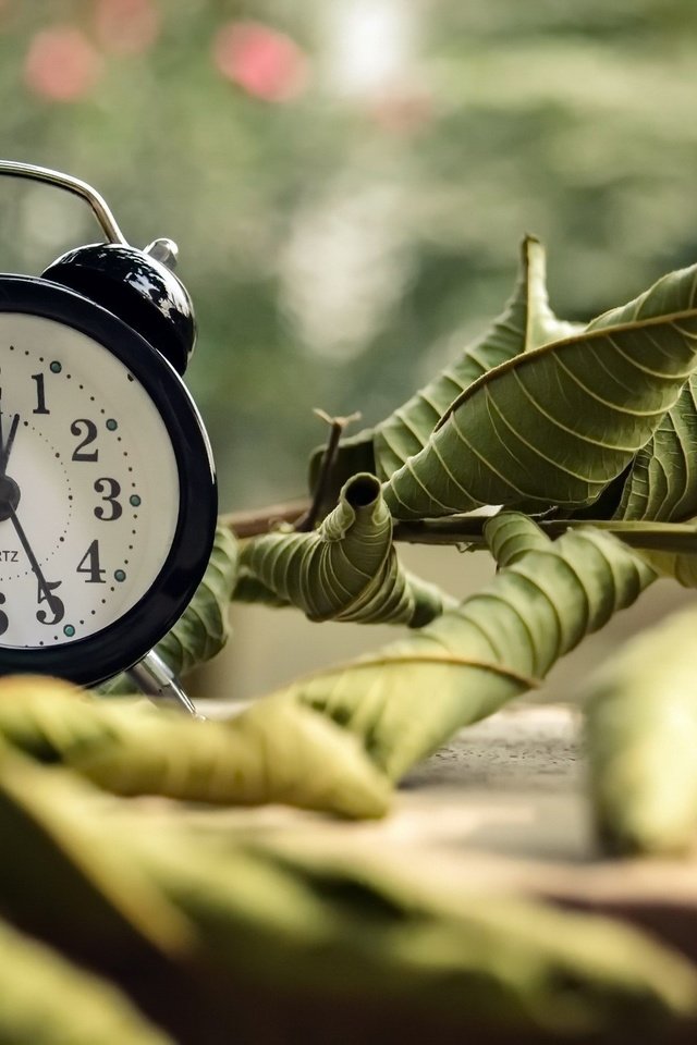 Обои листья, часы, время, будильник, циферблат, боке, ayeshadows, leaves, watch, time, alarm clock, dial, bokeh разрешение 2048x1365 Загрузить