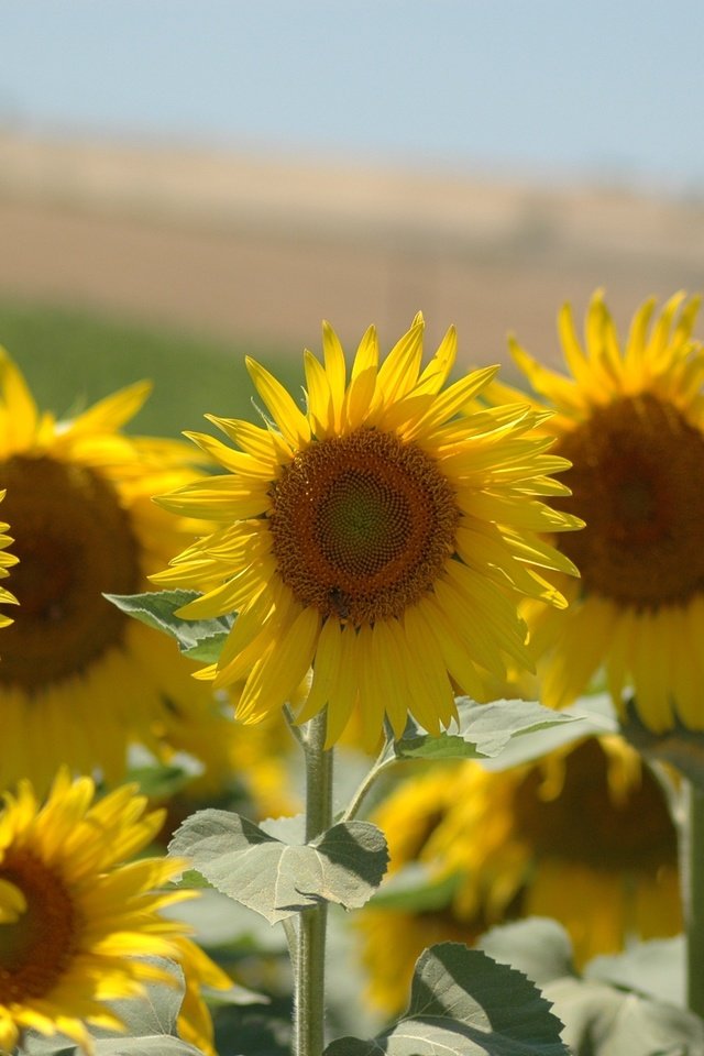 Обои листья, лепестки, подсолнухи, стебли, желтые, leaves, petals, sunflowers, stems, yellow разрешение 3008x2000 Загрузить