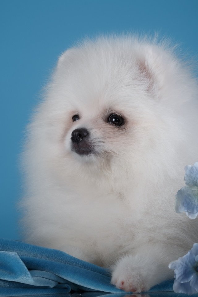 Обои пушистый, белый, щенок, гортензия, шпиц, померанский шпиц, fluffy, white, puppy, hydrangea, spitz, pomeranian разрешение 2880x1800 Загрузить