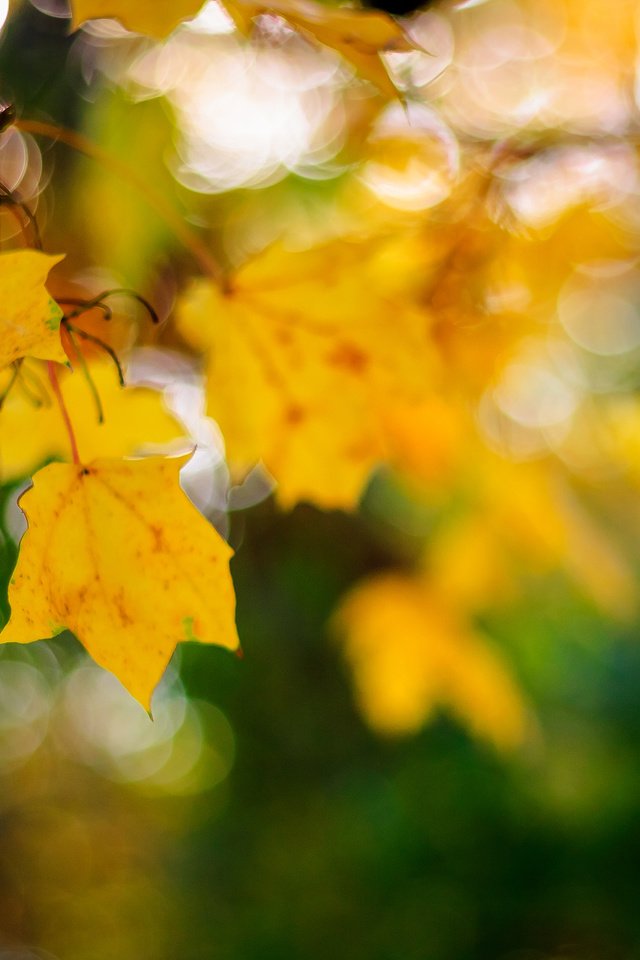 Обои листья, макро, осень, кленовый лист, боке, leaves, macro, autumn, maple leaf, bokeh разрешение 3840x2400 Загрузить