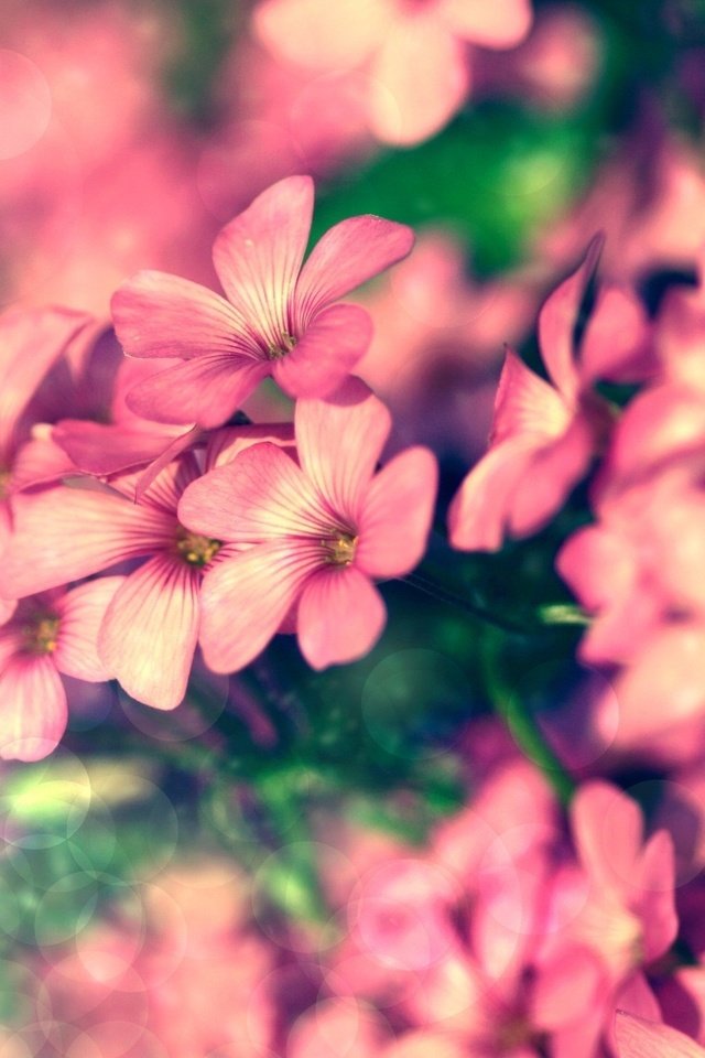 Обои цветы, лепестки, розовые, крупный план, боке, герань, flowers, petals, pink, close-up, bokeh, geranium разрешение 2560x1600 Загрузить