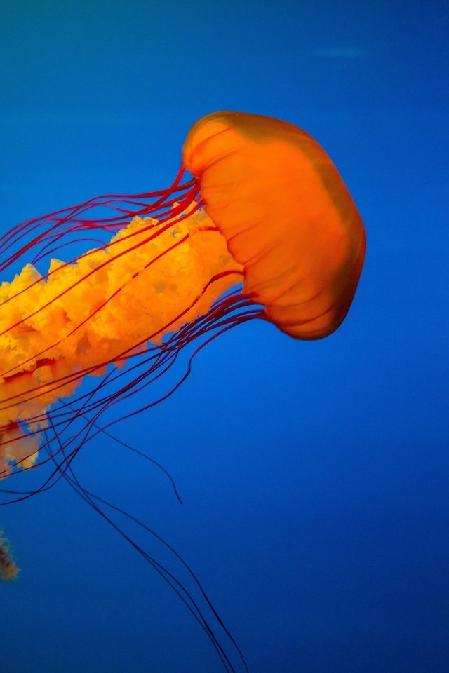 Обои море, океан, медуза, подводный мир, sea, the ocean, medusa, underwater world разрешение 3500x2333 Загрузить