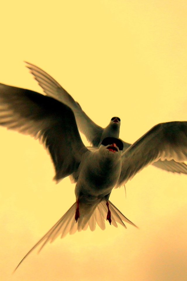 Обои полет, крылья, птицы, клюв, перья, крачка, flight, wings, birds, beak, feathers, tern разрешение 2012x1299 Загрузить