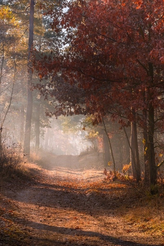 Обои дорога, природа, лес, листья, туман, осень, road, nature, forest, leaves, fog, autumn разрешение 1920x1200 Загрузить