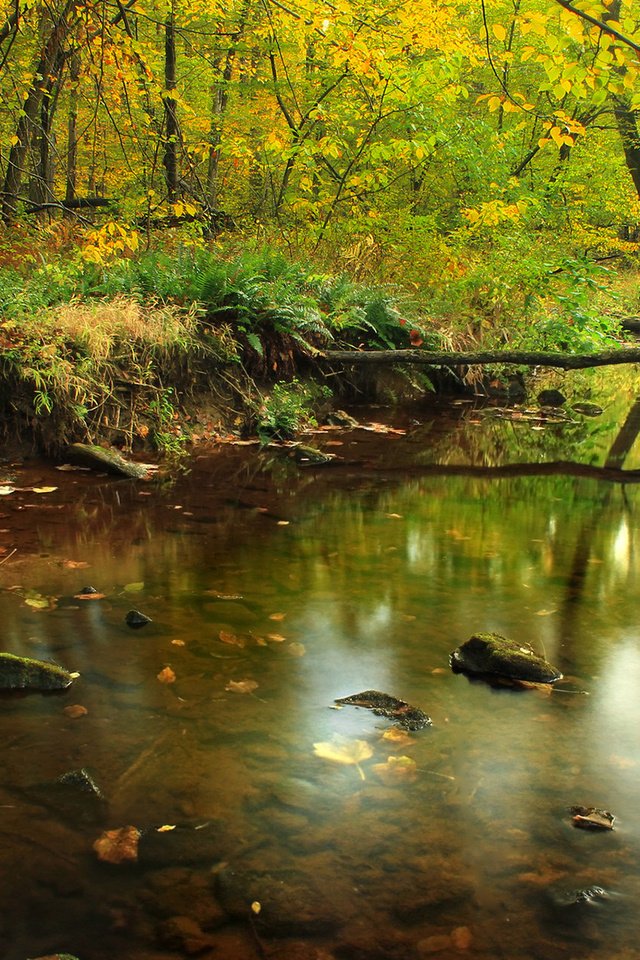 Обои трава, деревья, река, природа, камни, лес, отражение, осень, grass, trees, river, nature, stones, forest, reflection, autumn разрешение 1920x1200 Загрузить