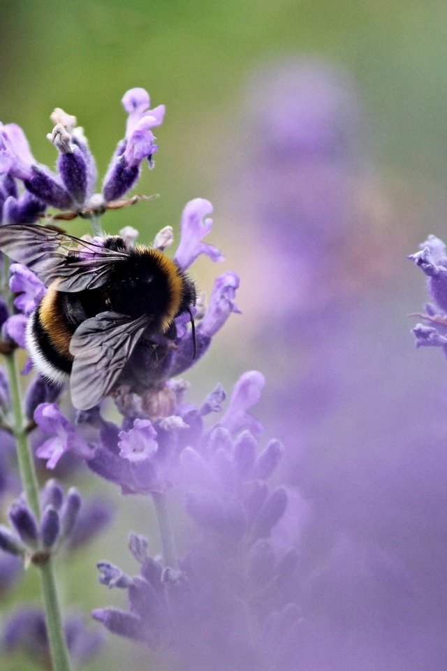 Обои цветы, насекомое, лаванда, пчела, опыление, flowers, insect, lavender, bee, pollination разрешение 3884x2328 Загрузить