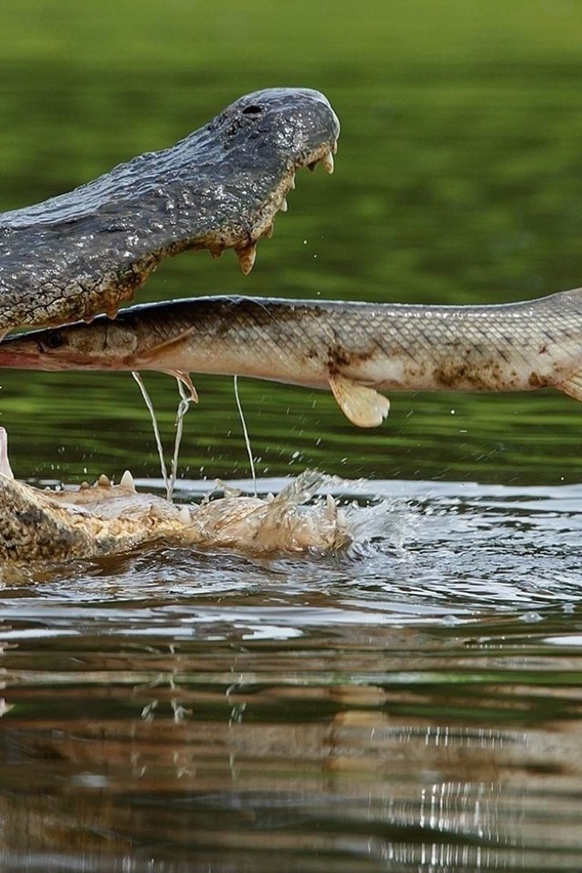 Обои вода, крокодил, пасть, рыба, пресмыкающиеся, щука, water, crocodile, mouth, fish, reptiles, pike разрешение 1920x1138 Загрузить