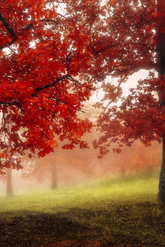 Обои деревья, природа, лес, парк, туман, осень, trees, nature, forest, park, fog, autumn разрешение 2560x1440 Загрузить