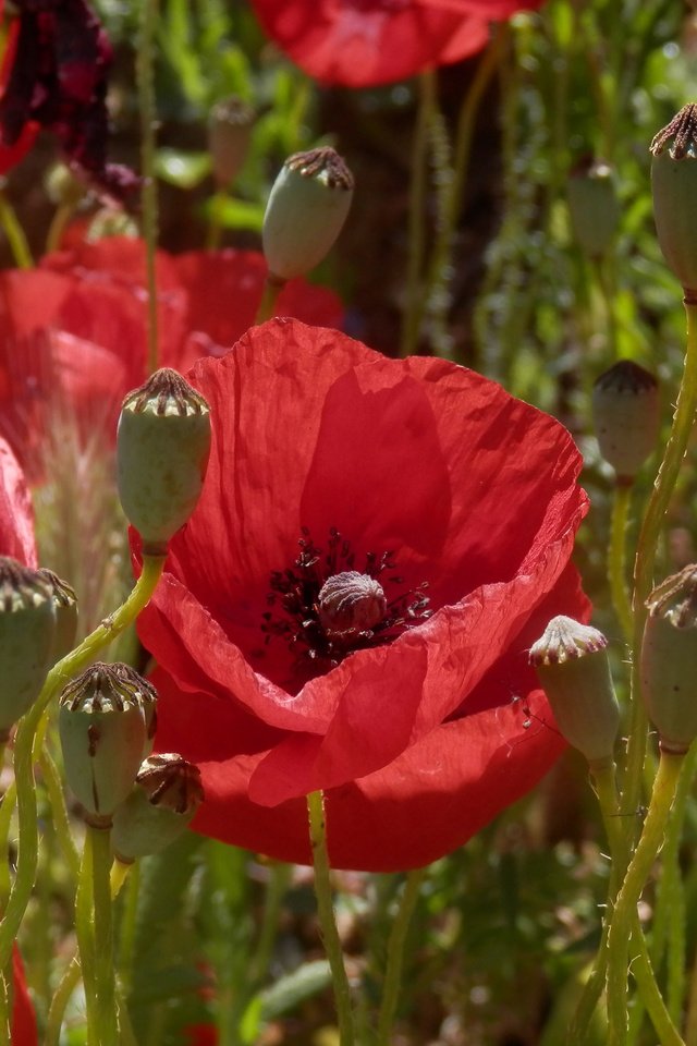 Обои цветы, солнце, бутоны, поле, лето, лепестки, красные, маки, flowers, the sun, buds, field, summer, petals, red, maki разрешение 3000x2080 Загрузить