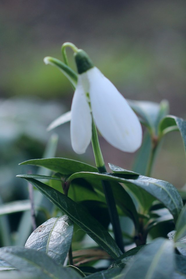 Обои природа, макро, фон, весна, подснежники, первоцвет, боке, nature, macro, background, spring, snowdrops, primrose, bokeh разрешение 3901x2195 Загрузить