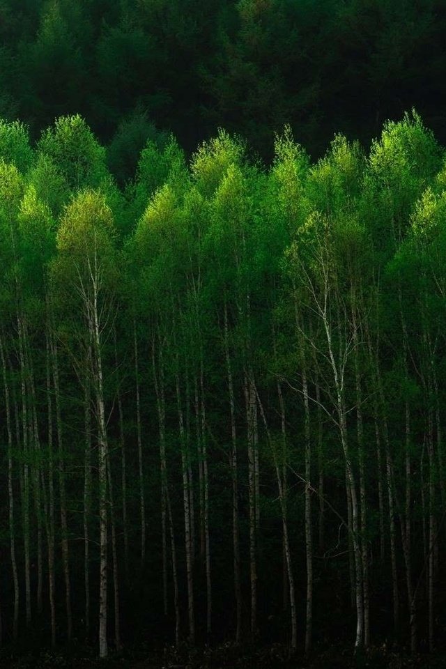 Обои деревья, природа, лес, стволы, trees, nature, forest, trunks разрешение 1920x1083 Загрузить