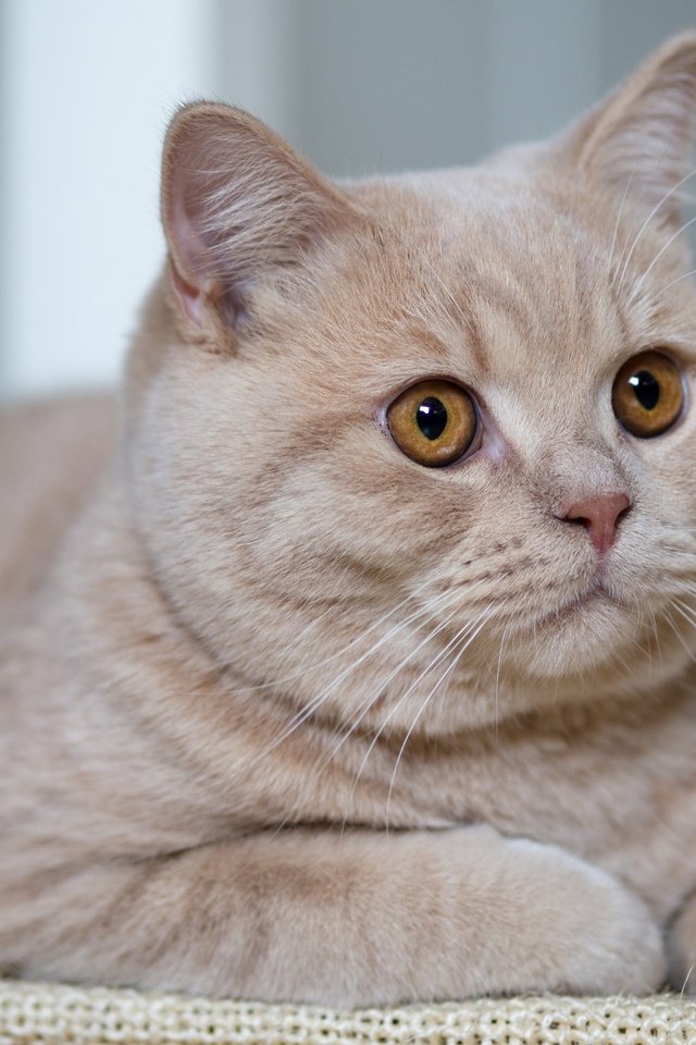 Обои портрет, кот, взгляд, красавец, британская кошка, portrait, cat, look, handsome, british cat разрешение 4608x3456 Загрузить