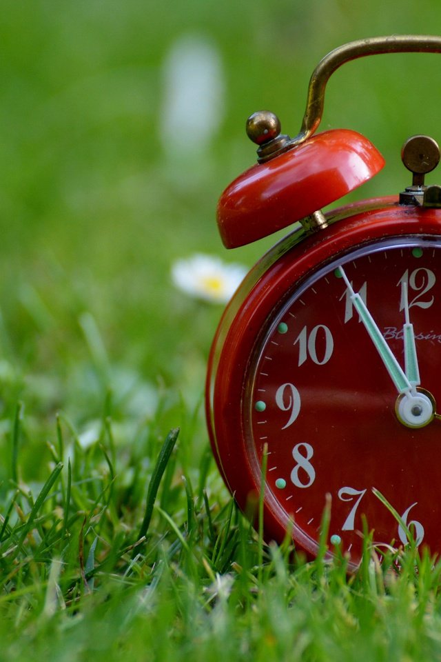 Обои цветы, трава, часы, ромашки, время, будильник, flowers, grass, watch, chamomile, time, alarm clock разрешение 2880x1800 Загрузить