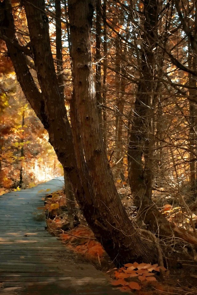 Обои дорога, деревья, природа, лес, осень, road, trees, nature, forest, autumn разрешение 1920x1200 Загрузить