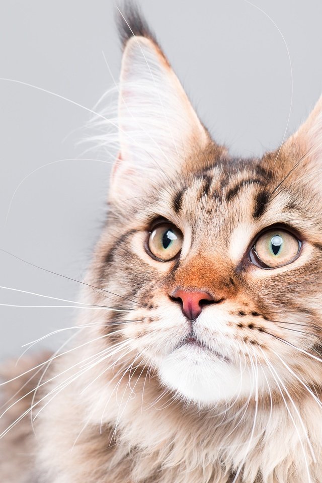 Обои глаза, фон, кот, усы, кошка, взгляд, мейн-кун, eyes, background, cat, mustache, look, maine coon разрешение 2880x1800 Загрузить