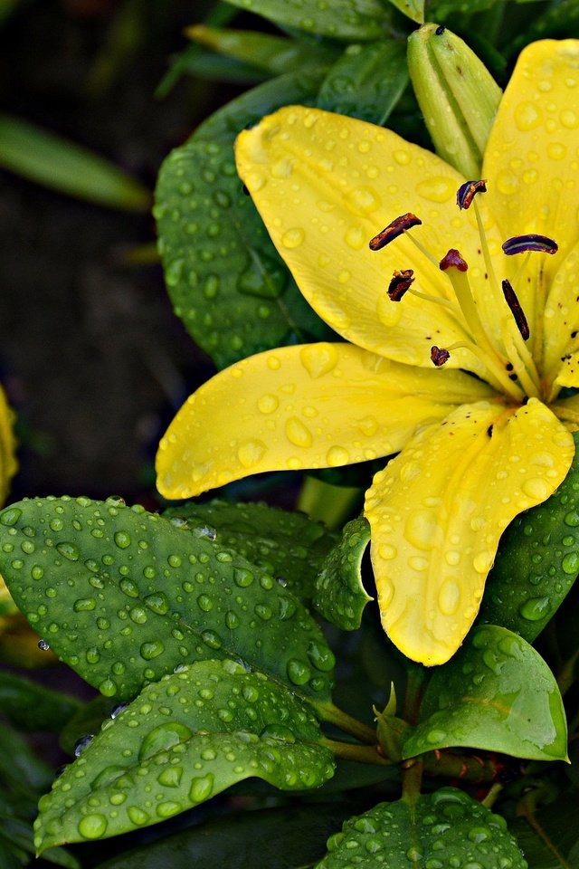 Обои цветы, цветение, капли, лепестки, лилии, flowers, flowering, drops, petals, lily разрешение 2048x1365 Загрузить