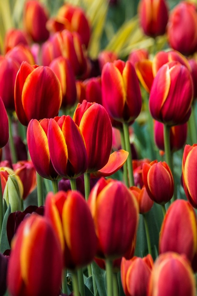 Обои цветы, бутоны, красные, тюльпаны, flowers, buds, red, tulips разрешение 2048x1177 Загрузить