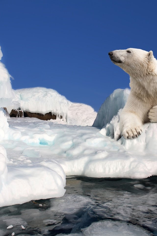 Обои небо, полярный медведь, медведь, лёд, льдины, белый медведь, арктика, the sky, polar bear, bear, ice, arctic разрешение 4242x2828 Загрузить