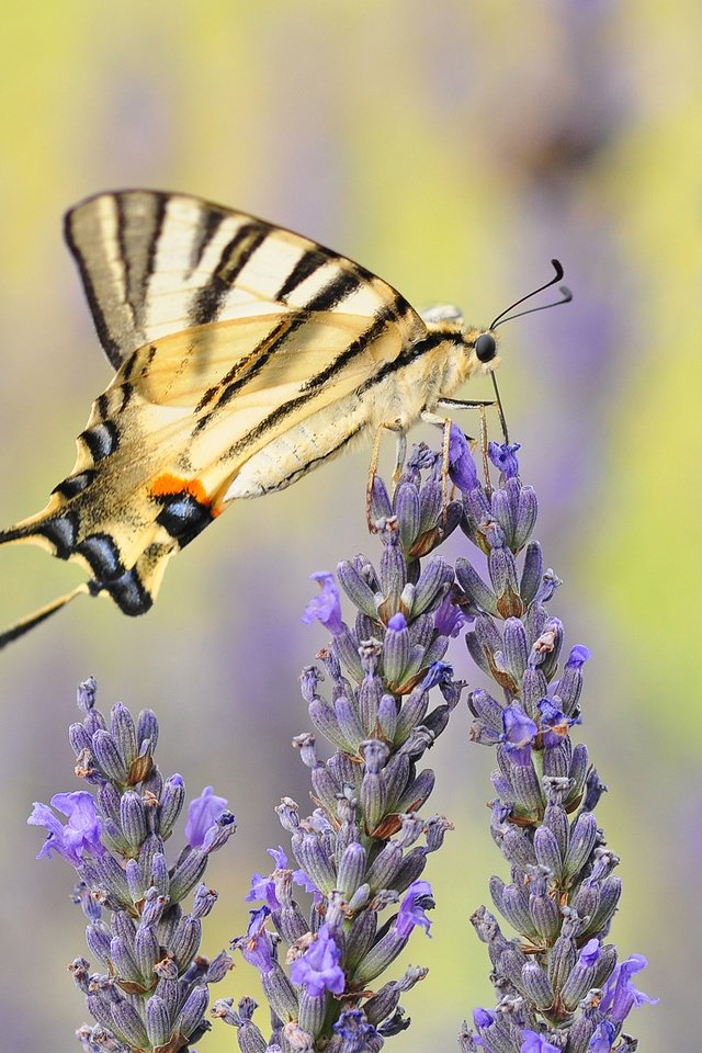Обои цветы, насекомое, лаванда, бабочка, крылья, flowers, insect, lavender, butterfly, wings разрешение 2560x1600 Загрузить