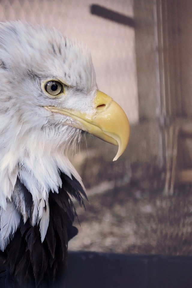 Обои орел, профиль, птица, клюв, белоголовый орлан, eagle, profile, bird, beak, bald eagle разрешение 4240x3000 Загрузить