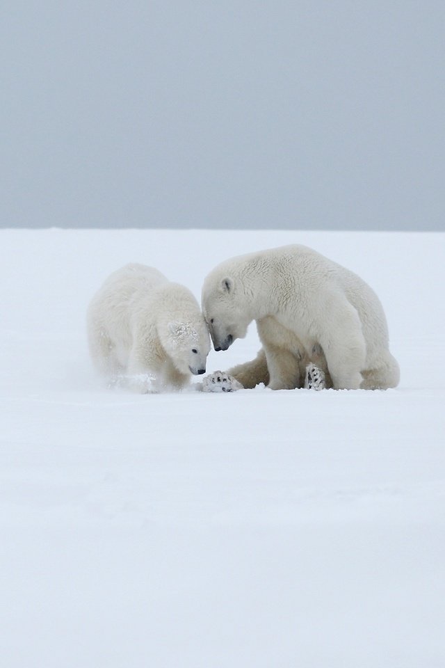 Обои снег, полярный медведь, медведи, белый медведь, детеныш, медвежонок, арктика, медведица, snow, polar bear, bears, cub, bear, arctic разрешение 3000x1687 Загрузить
