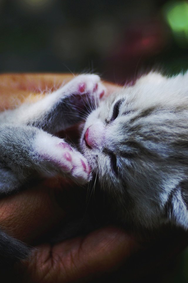 Обои кот, кошка, сон, котенок, руки, cat, sleep, kitty, hands разрешение 4568x2570 Загрузить
