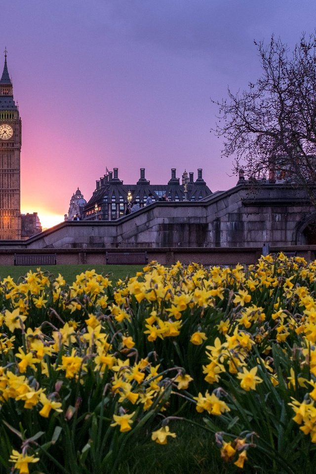 Обои цветы, закат, лондон, здания, биг-бен, парламент, flowers, sunset, london, building, big ben, parliament разрешение 4263x2842 Загрузить