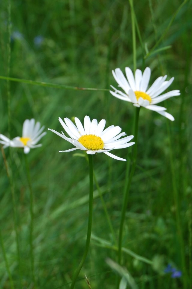 Обои цветы, трава, природа, ромашки, полевые цветы, flowers, grass, nature, chamomile, wildflowers разрешение 3872x2592 Загрузить