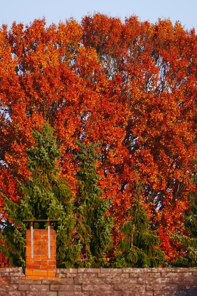 Обои небо, природа, дерево, листья, осень, забор, the sky, nature, tree, leaves, autumn, the fence разрешение 4576x2576 Загрузить