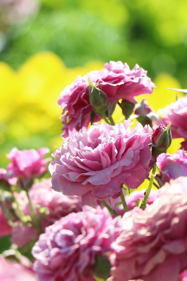 Обои бутоны, розы, боке, розовый куст, buds, roses, bokeh, rose bush разрешение 2048x1386 Загрузить