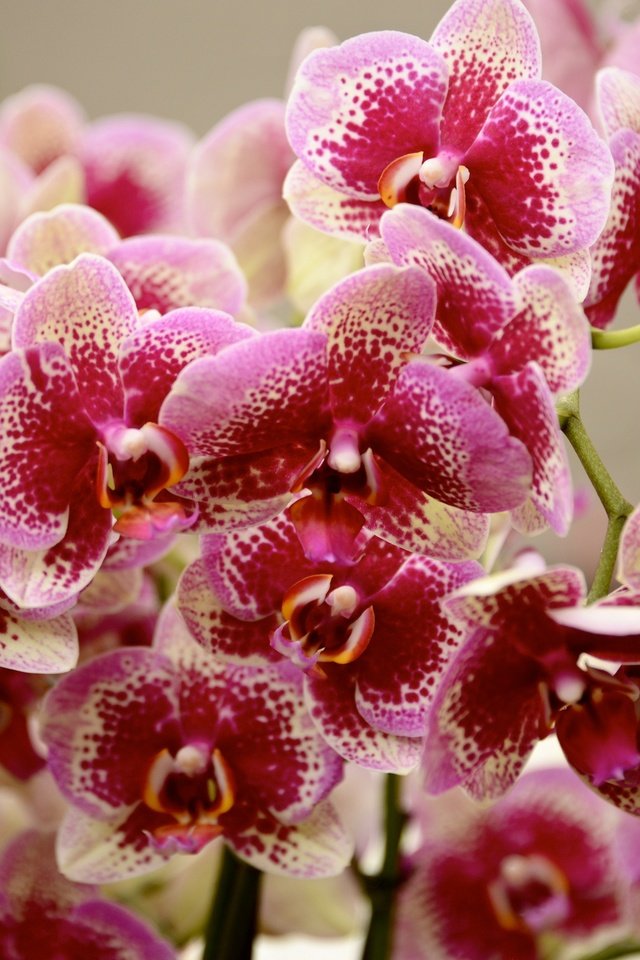 Обои цветы, цветение, лепестки, орхидеи, фаленопсис, flowers, flowering, petals, orchids, phalaenopsis разрешение 2048x1365 Загрузить