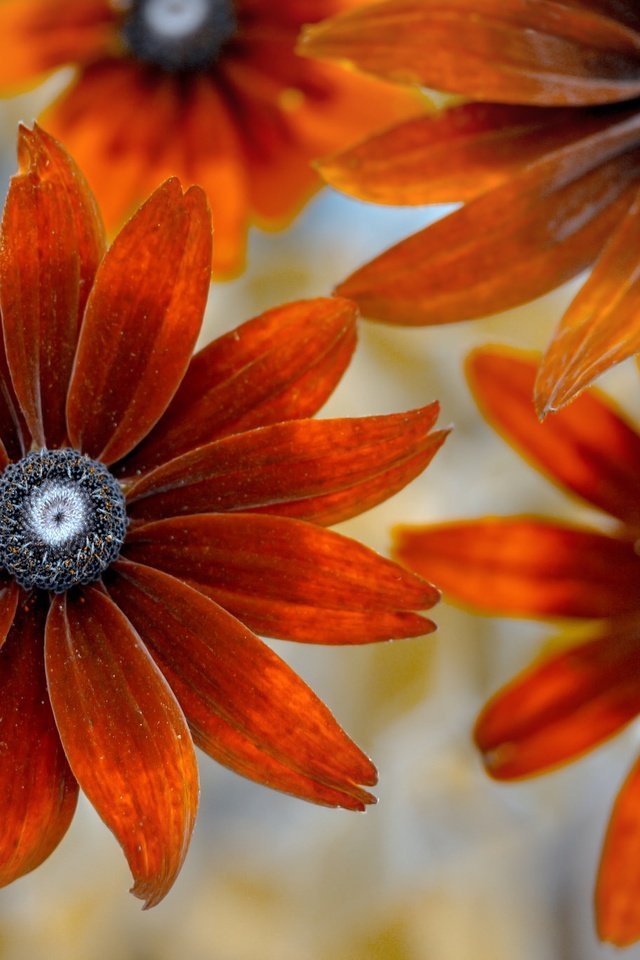 Обои цветы, фон, лепестки, рудбекия, flowers, background, petals, rudbeckia разрешение 2048x1365 Загрузить