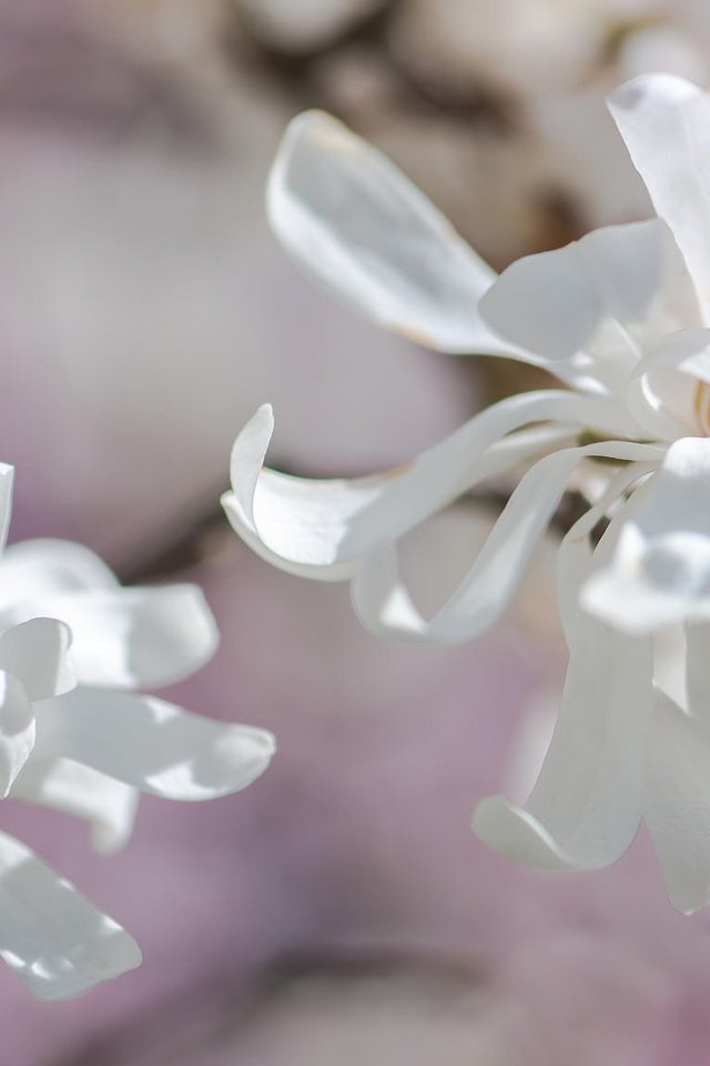 Обои цветы, магнолия, ветка, цветение, бутоны, фон, лепестки, весна, белые, flowers, magnolia, branch, flowering, buds, background, petals, spring, white разрешение 2048x1152 Загрузить
