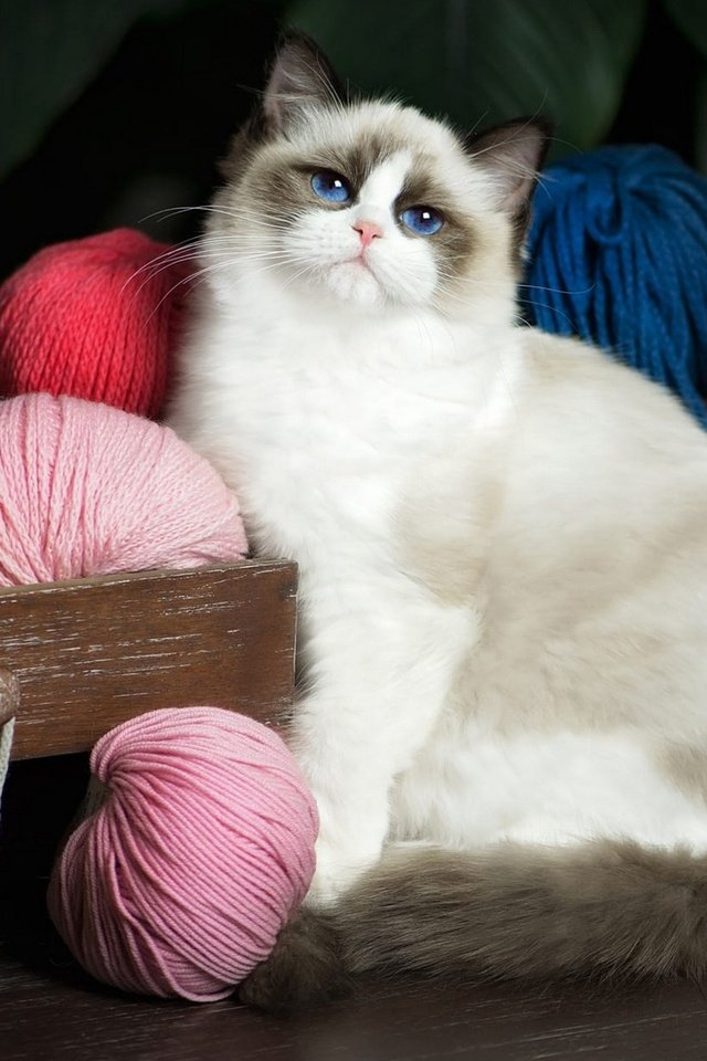 Обои кот, рэгдолл, кошка, взгляд, голубые глаза, клубки, нитки, ящик, комод, пряжа, yarn, cat, ragdoll, look, blue eyes, balls, thread, box, chest разрешение 2048x1280 Загрузить