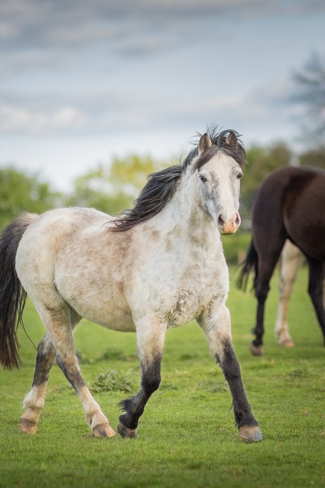 Обои небо, кони, трава, лужайка, облака, деревья, природа, лето, луг, лошади, the sky, horses, grass, lawn, clouds, trees, nature, summer, meadow, horse разрешение 4704x2646 Загрузить