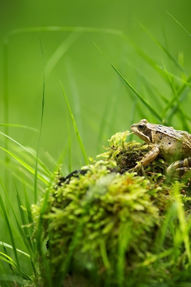 Обои трава, природа, лето, лягушка, мох, grass, nature, summer, frog, moss разрешение 2048x1365 Загрузить