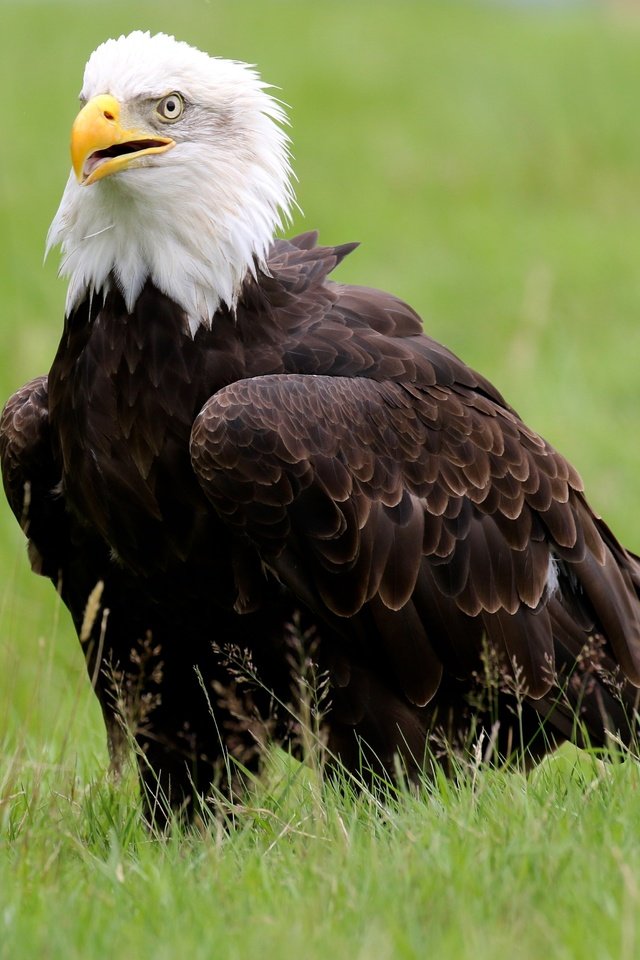 Обои трава, птица, клюв, белоголовый орлан, grass, bird, beak, bald eagle разрешение 5090x3393 Загрузить