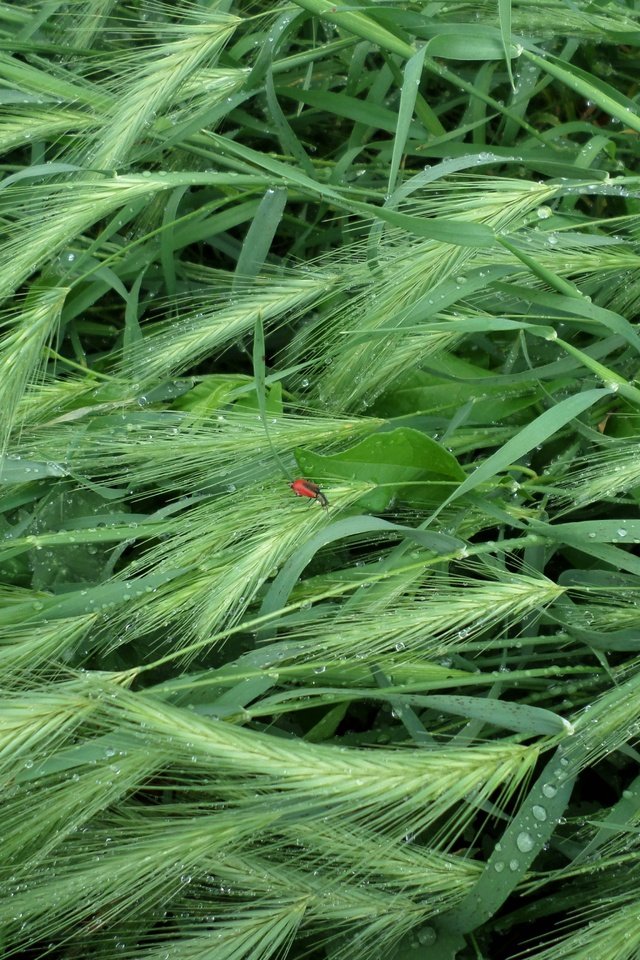 Обои трава, насекомое, капли, лето, дождь, колоски, grass, insect, drops, summer, rain, spikelets разрешение 4608x3456 Загрузить